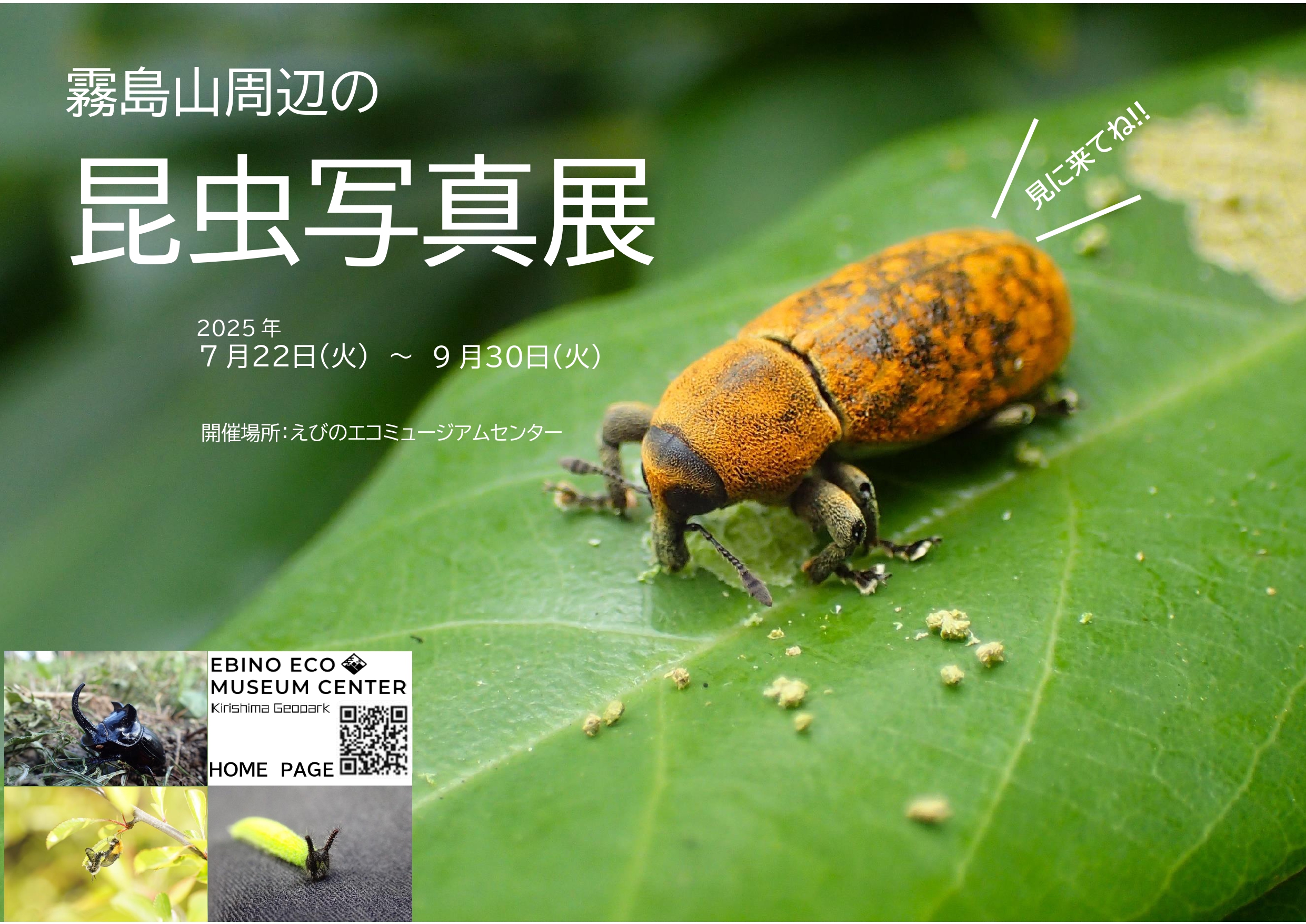 霧島山周辺の昆虫写真展 - 霧島ジオパーク