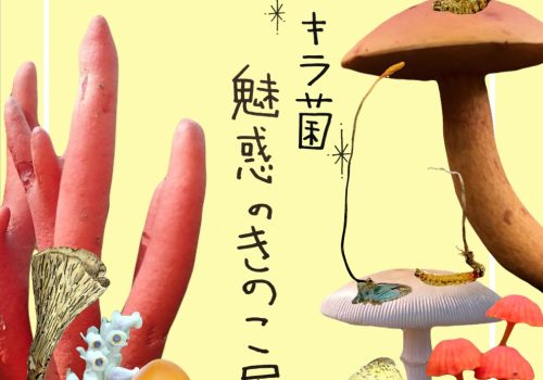 2025きのこ展チラシ画像
