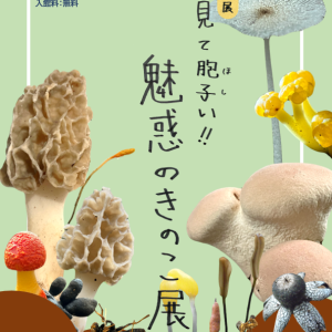 企画展-見て胞子い‼魅惑のきのこ展